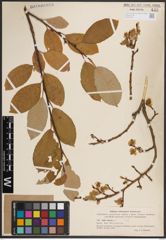 Foto von Salix caprea L.